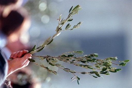 Domenica delle Palme: benedizione ulivo e preghiera per la pace